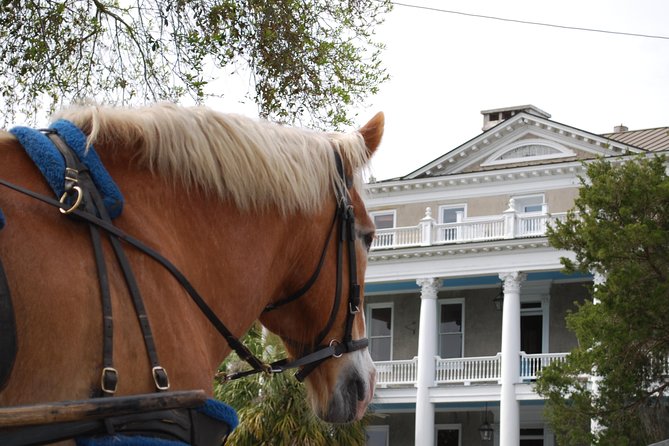 #1 Historical Horse Drawn Carriage Tour - Starting at 1002 Bay Street