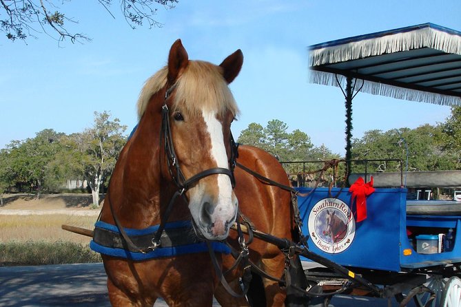#1 Historical Horse Drawn Carriage Tour - Timing, weather, and practical value