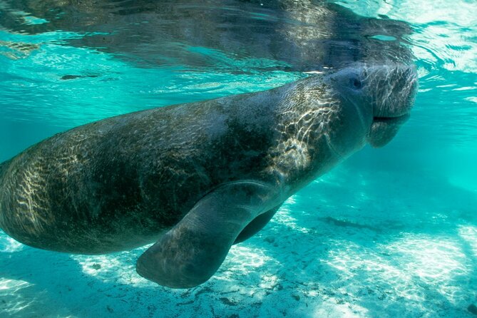 2.5-Hour Guided Group Kayak Tour on Big Hickory Pass - The wildlife: exciting, but never guaranteed