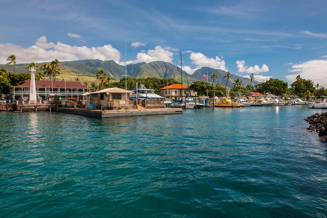 2-Hour Oahu Whale Watch from Ala Wai Harbor, Waikiki - Why the December to May season matters
