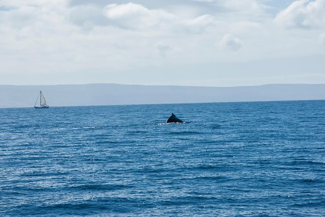 2-Hour Oahu Whale Watch from Ala Wai Harbor, Waikiki - Waikiki Beach and Diamond Head from offshore
