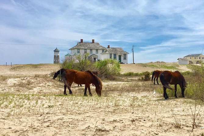 2-hour Outer Banks Wild Horse Tour by 4WD Truck - Key points to know before you go