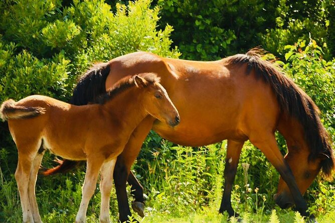 2-hour Outer Banks Wild Horse Tour by 4WD Truck - What the two hours feel like