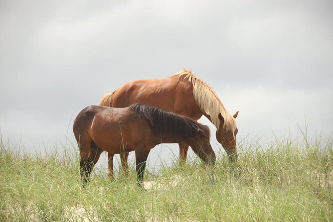 2-hour Outer Banks Wild Horse Tour by 4WD Truck - The best season and what to wear