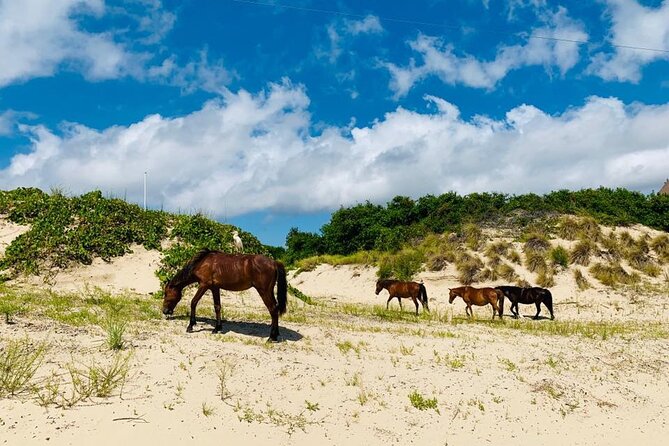 2-hour Outer Banks Wild Horse Tour by 4WD Truck - Riding the 4WD truck across sand and beach