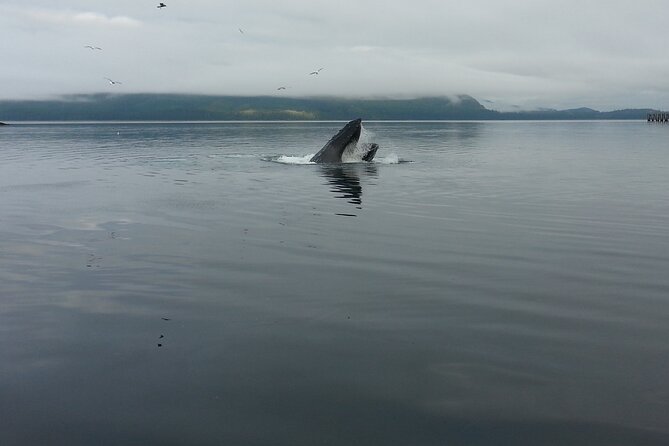 3.5 Hour Crowd-Skipping Whale Tour in Juneau, Alaska - What happens on the water