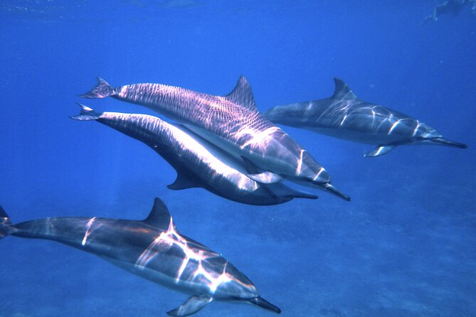 3.5 Hour Kailua-Kona Ocean Kayak and Snorkel Tour - Why the early Keauhou Bay start matters