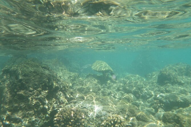 3.5 Hour Kailua-Kona Ocean Kayak and Snorkel Tour - Cliff jumping is optional, not a required finale