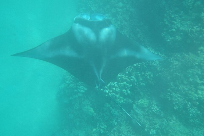 3.5 Hour Kailua-Kona Ocean Kayak and Snorkel Tour - What the guides add to the experience
