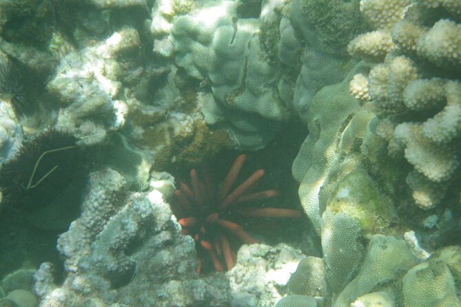 3.5 Hour Kailua-Kona Ocean Kayak and Snorkel Tour - What to bring for a better morning