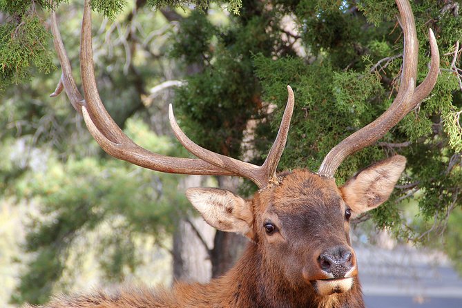 3 Hour Back-Road Safari to Grand Canyon with Entrance Gate By-Pass at 9:30 am - The guide can make or break the morning