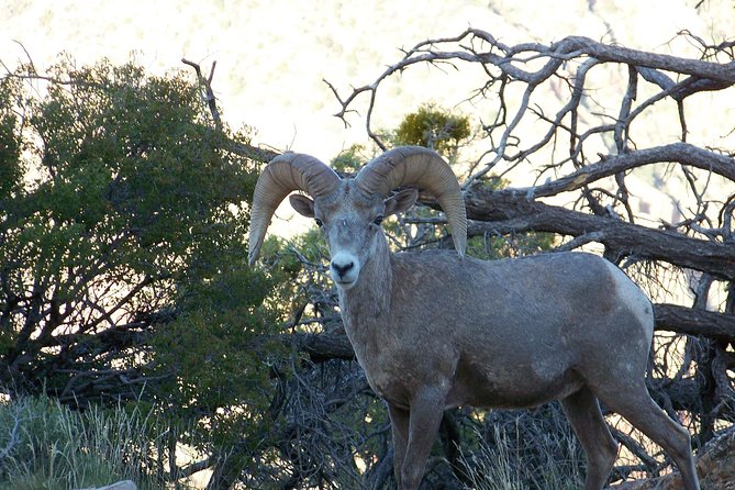 3 Hour Back-Road Safari to Grand Canyon with Entrance Gate By-Pass at 9:30 am - What $130 buys you