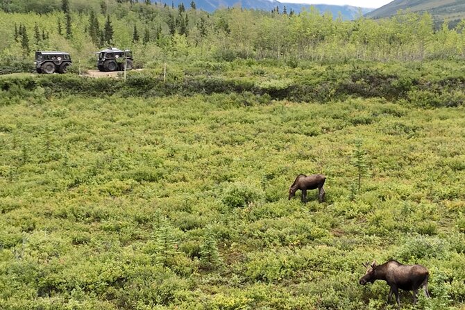 3 Hour SHERP Tour: Denali Fat Truck Tours - Who should book, and who should think twice