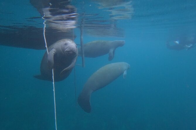 3 Hour Small Group All Inclusive Manatee Swim with free Photo pkg - Why the six-person boat matters in Crystal River