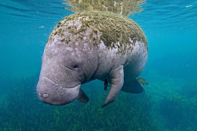 3 Hour Small Group All Inclusive Manatee Swim with free Photo pkg - Why the included photos and videos add real value