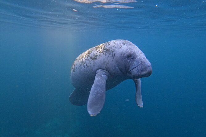 3 Hour Small Group All Inclusive Manatee Swim with free Photo pkg - Timing, weather, and what to wear