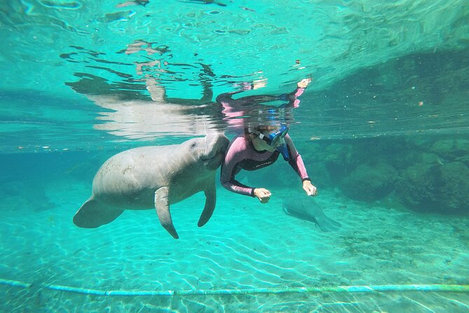 3 hours Manatee Swim Tour in Florida - Swimming With Manatees in Kings Bay