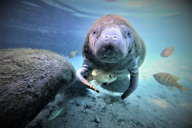 3 hours Manatee Swim Tour in Florida - What the Captain and In-Water Guide Add