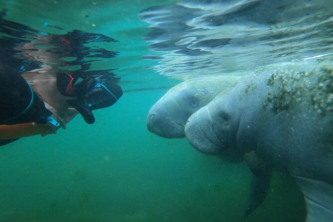 3 hours Manatee Swim Tour in Florida - Wetsuits, Snorkel Gear, and the Warm Finish