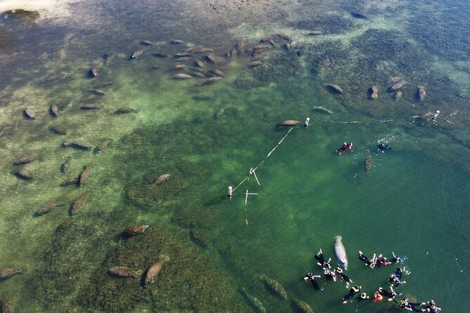 3 hours Manatee Swim Tour in Florida - Is the $74.99 Price Fair?