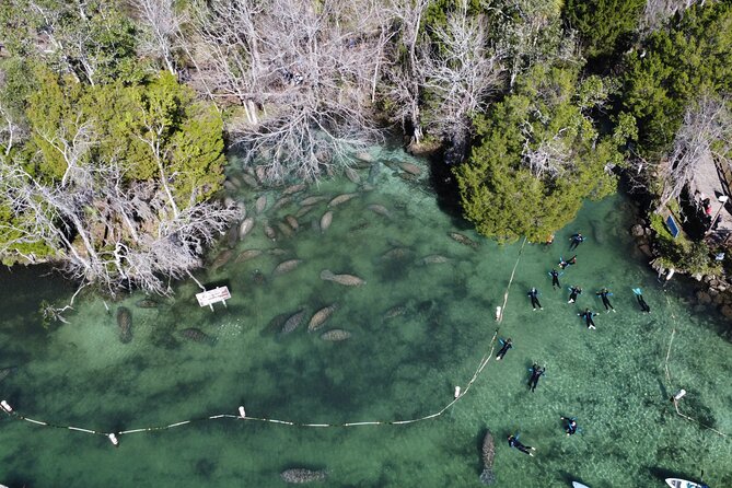 3 hours Manatee Swim Tour in Florida - Wildlife Etiquette Matters Here
