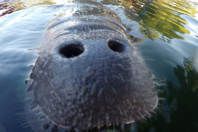 3 hours Manatee Swim Tour in Florida - Three Sisters Springs, the Main Stop