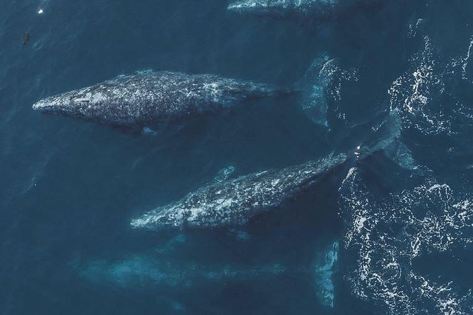 4 Hour Whale Watching Tour From Monterey - Leaving Old Fisherman’s Wharf at 9 a.m.