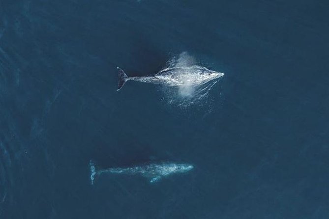 4 Hour Whale Watching Tour From Monterey - The real issue: motion sickness