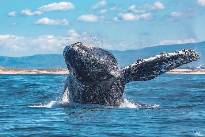4 Hour Whale Watching Tour From Monterey - What to wear and pack for the open water