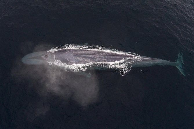 4 Hour Whale Watching Tour From Monterey - Returning to Monterey around lunchtime