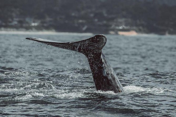4 Hour Whale Watching Tour From Monterey - A marine biologist, naturalist, and working research trip