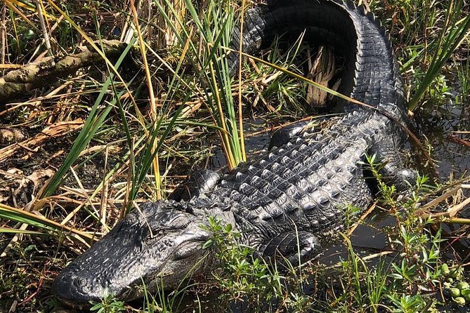 90 minute Everglades Airboat Tour near Orlando Florida - Why the guide matters so much