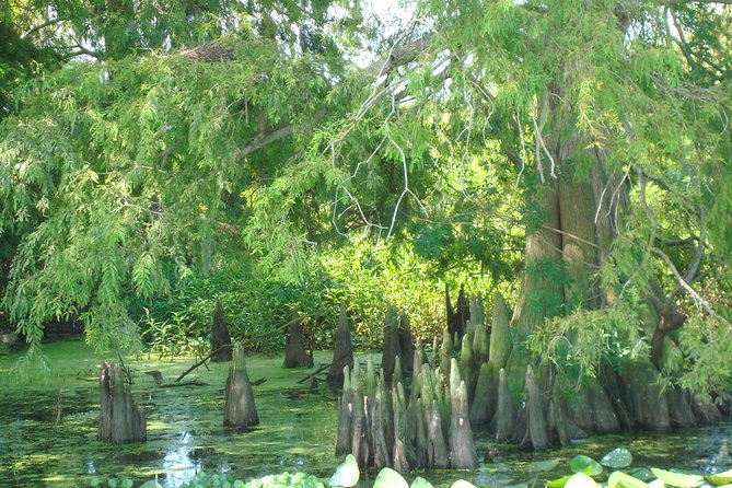90 minute Everglades Airboat Tour near Orlando Florida - Choosing the best departure time
