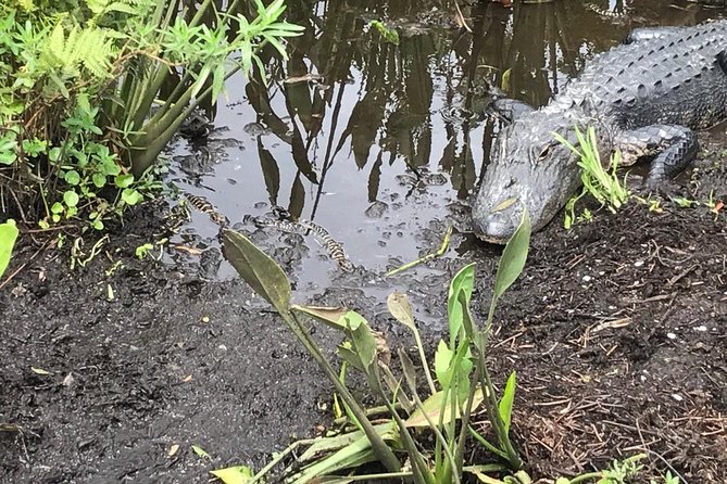 90 minute Everglades Airboat Tour near Orlando Florida - What to wear and bring