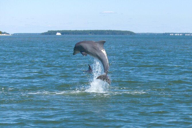 90-Minute Private Dolphin Tour in Hilton Head Island - Key points to know before you book