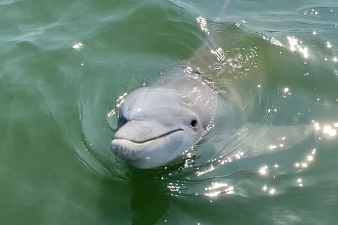 90-Minute Private Dolphin Tour in Hilton Head Island - Captain Mark brings the local detail