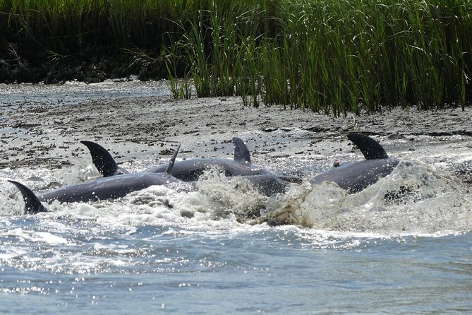 90-Minute Private Dolphin Tour in Hilton Head Island - The lighthouse photo opportunity