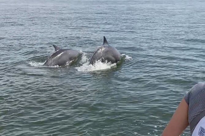 90-Minute Private Dolphin Tour in Hilton Head Island - What the 90 minutes feels like