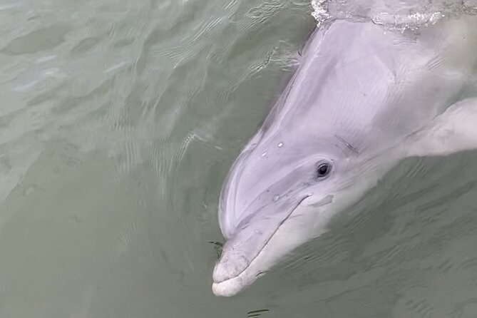 90-Minute Private Dolphin Tour in Hilton Head Island - Wildlife beyond the dolphins