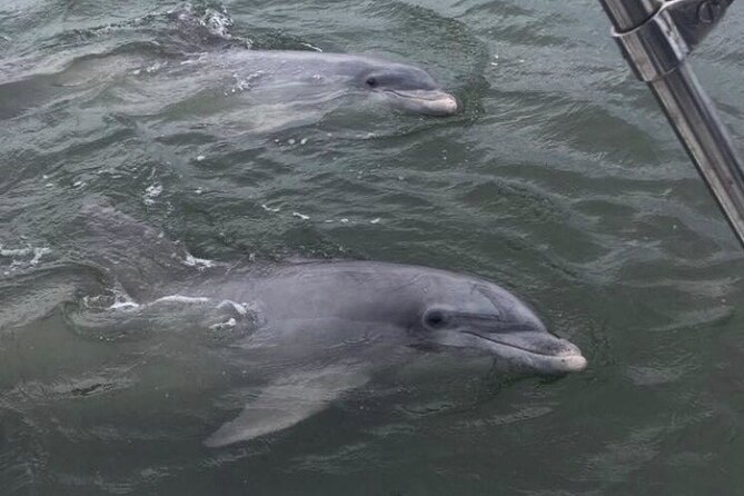 90-Minute Private Dolphin Tour in Hilton Head Island - The value of $279 for a private group
