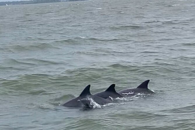 90-Minute Private Dolphin Tour in Hilton Head Island - Who will enjoy this most