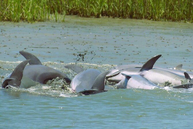 90-Minute Private Dolphin Tour in Hilton Head Island - Searching the waters near Cooper River and Daufuskie Island