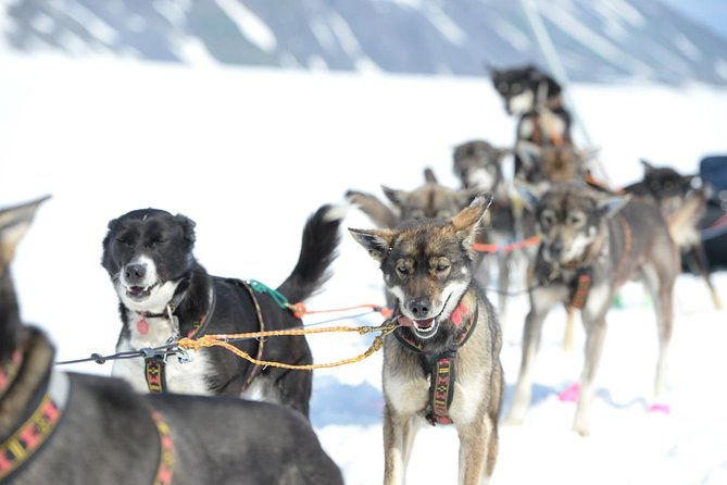 Alaska Helicopter and Glacier Dogsled Tour - ANCHORAGE AREA - How much value do you get for $761.91?