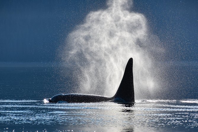 Alaska Whale Watching Cruise w/ 3 HOURS on the water - Key points at a glance