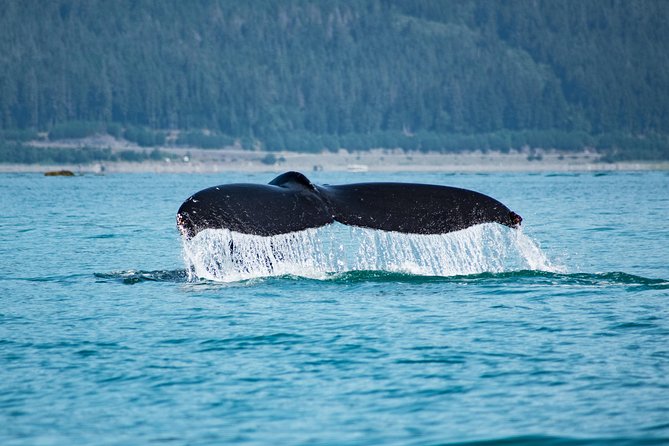 Alaska Whale Watching Cruise w/ 3 HOURS on the water - Why three hours on the water matters