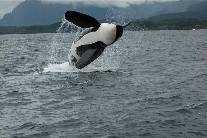 Alaska Whale Watching Cruise w/ 3 HOURS on the water - Searching for humpbacks, orcas, and other wildlife