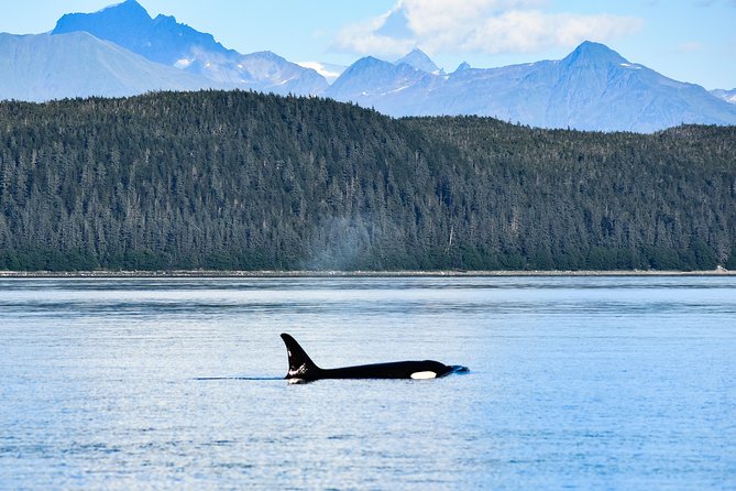 Alaska Whale Watching Cruise w/ 3 HOURS on the water - The Mendenhall Glacier view from the water