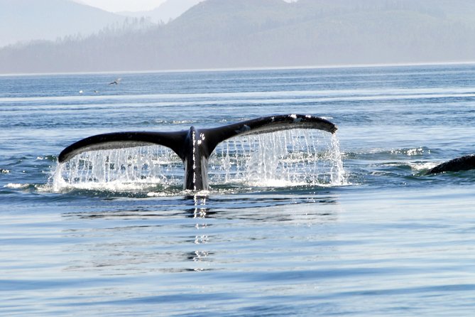 Alaska Whale Watching Cruise w/ 3 HOURS on the water - What the weather feels like on this trip