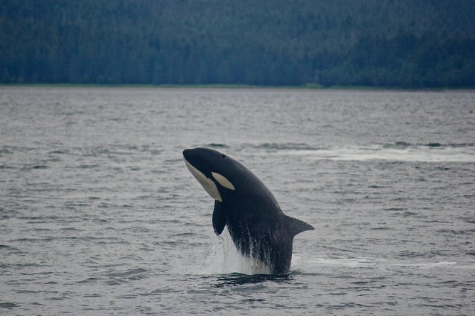 Alaska Whale Watching Cruise w/ 3 HOURS on the water - Is the $159 price good value?