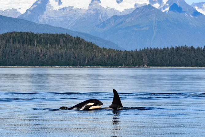 Alaska Whale Watching Cruise w/ 3 HOURS on the water - Who should book this Juneau whale cruise?